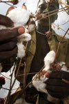We Need to Talk About African Cotton